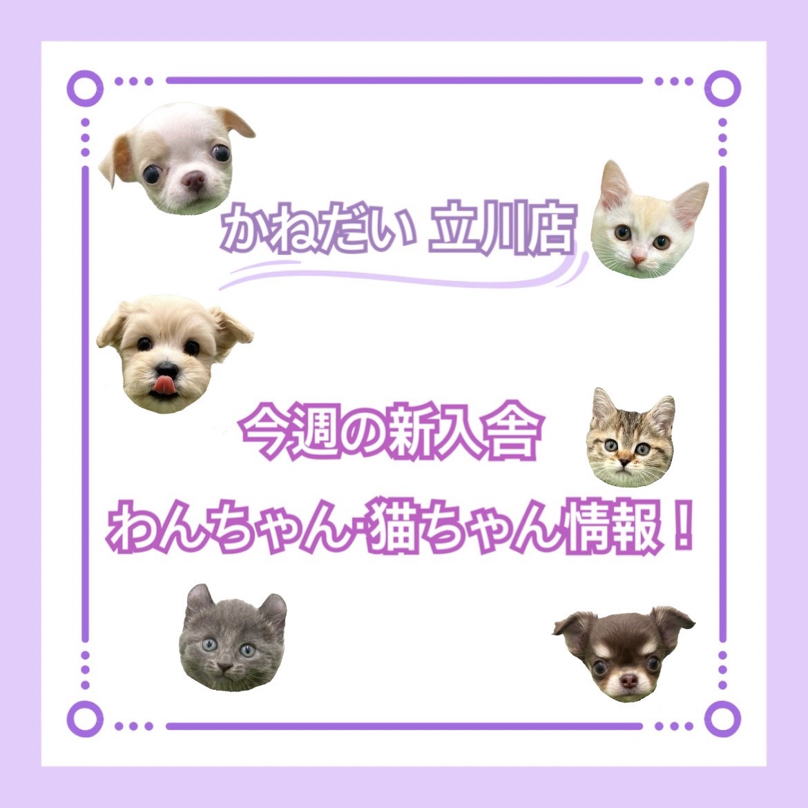 かねだい立川店　⭐︎今週入舎わんちゃん・猫ちゃん情報⭐︎
